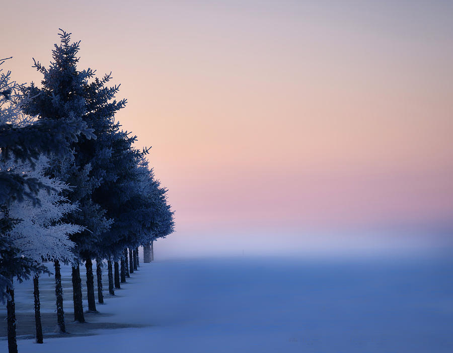 Winter Trees at Dusk Photograph by Dan Jurak