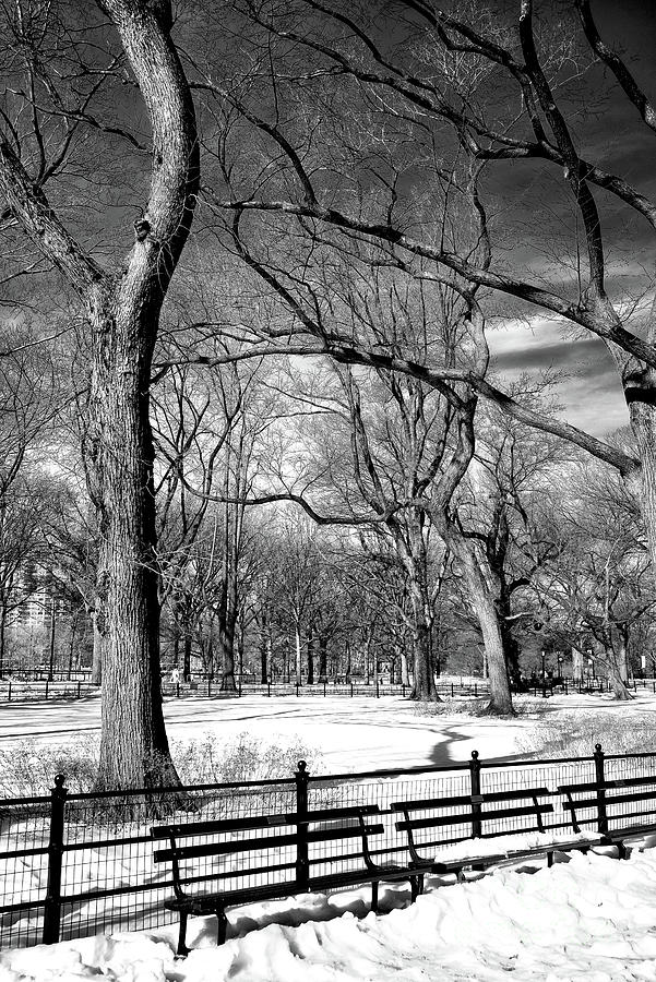 Winter Trees at the Mall Central Park in New York City Photograph by John Rizzuto