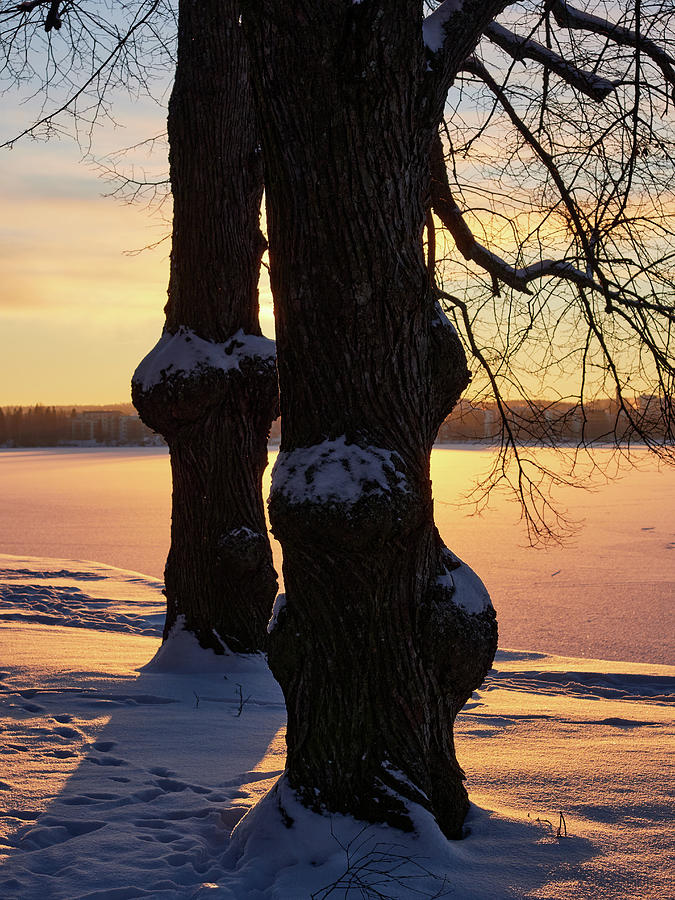 Winter Trees by Pyhajarvi Photograph by Jouko Lehto