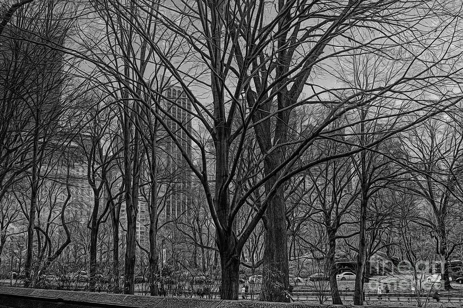 Winter Trees Central Park NYC  Photograph by Chuck Kuhn