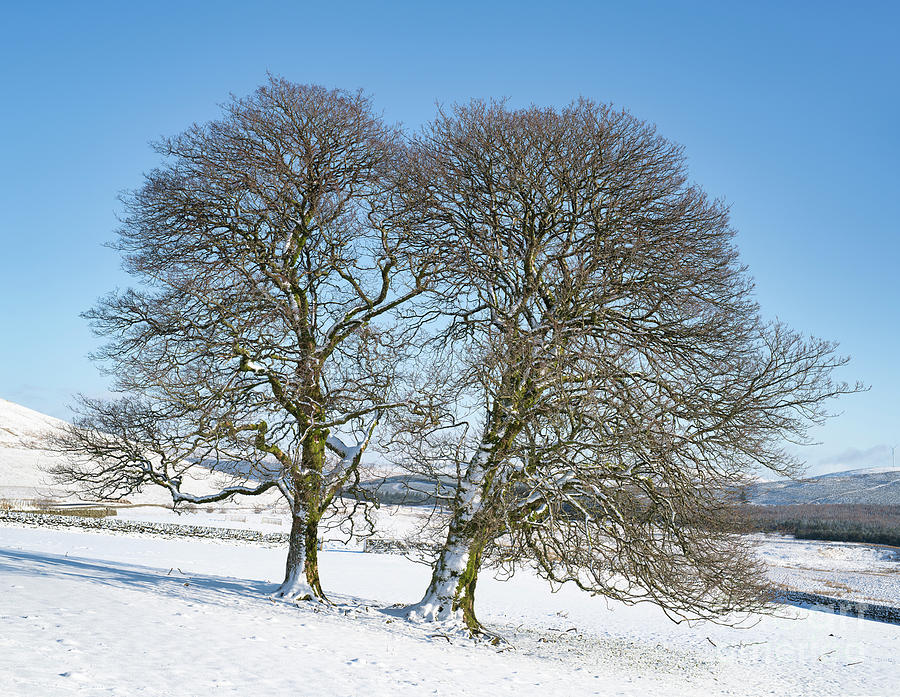 Winter Trees Dumfries and Galloway Photograph by Tim Gainey