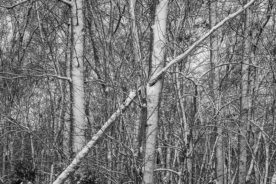 Winter Trees I BW Photograph by David Gordon
