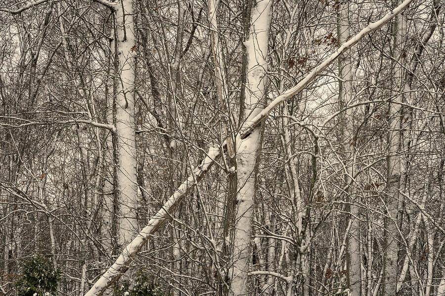 Winter Trees I Toned Photograph by David Gordon