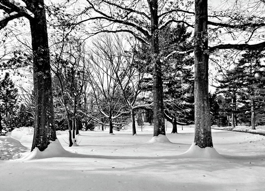 Winter Trees in Black and White Photograph by Lyuba Filatova