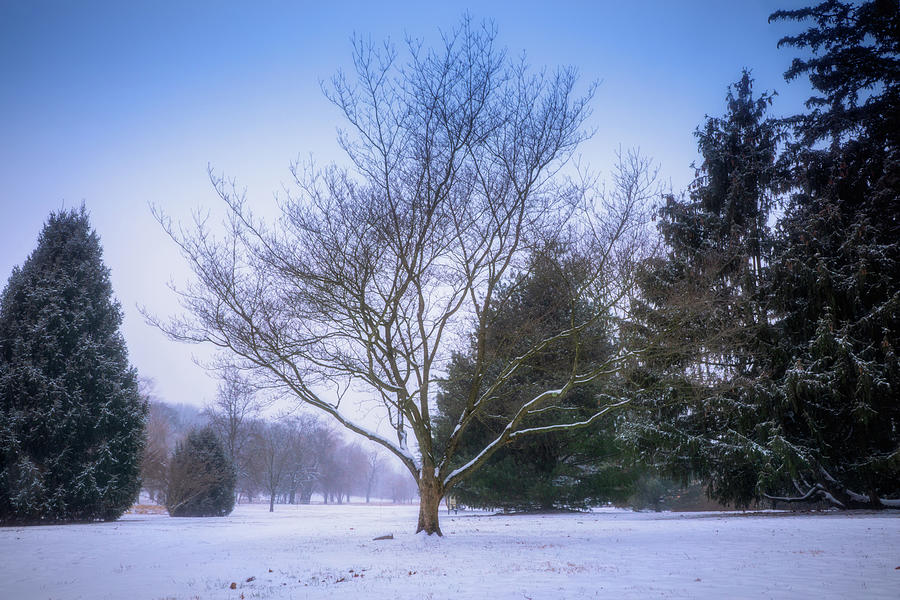 Winter Trees in Cedar Creek Park Photograph by Jason Fink
