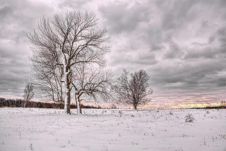 Winter Trees In Farm Field Photograph by Dale Kauzlaric