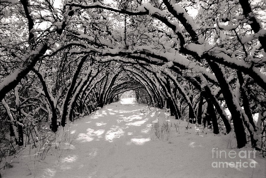 Winter Trees In Light Photograph by John F Tsumas Winter Trees In Light Photograph by John F Tsumas
