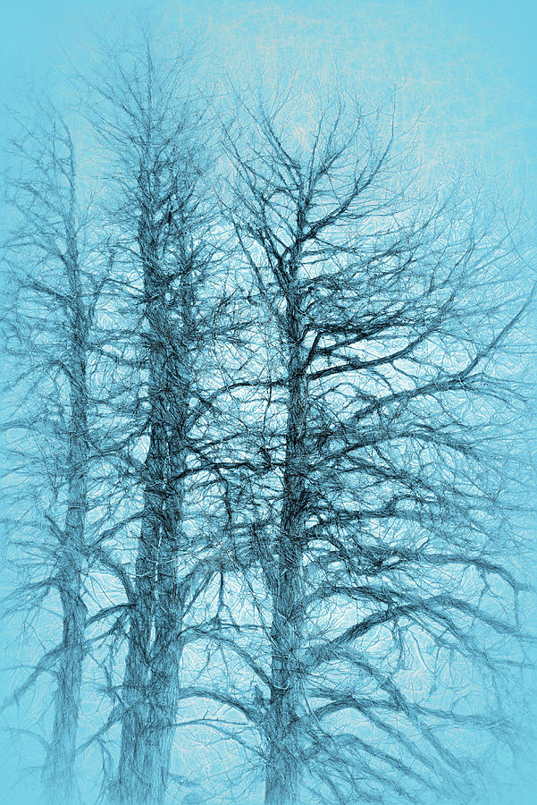 Winter trees in misty blue Photograph by Michele Cornelius