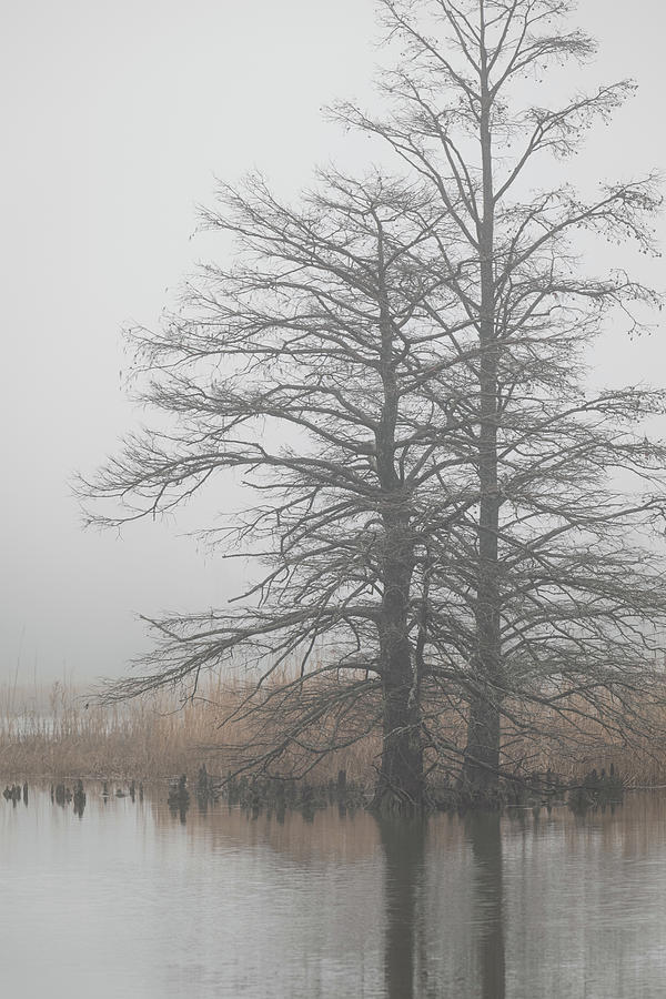 Winter Trees in the Fog Photograph by Rachel Morrison