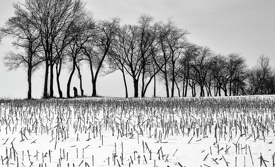 Winter Trees Landscape BW  Photograph by Chuck Kuhn