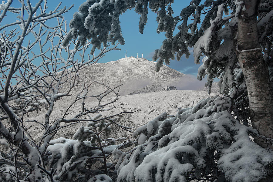 Winter Trees Mount Washington Photograph by White Mountain Images