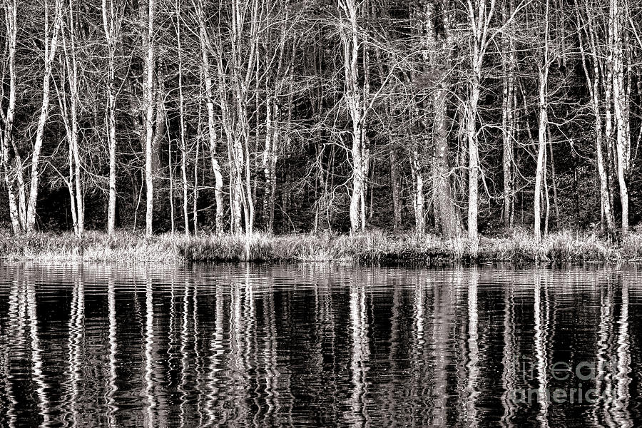 Tree Photograph - Winter Trees on a Lake by Olivier Le Queinec