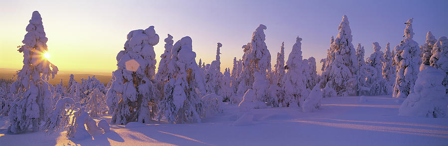 Winter Trees Photograph by Panoramic Images