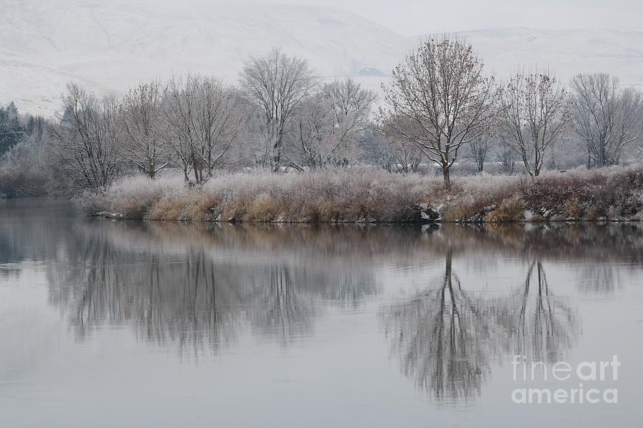 Winter Trees Reflection Photograph by Carol Groenen