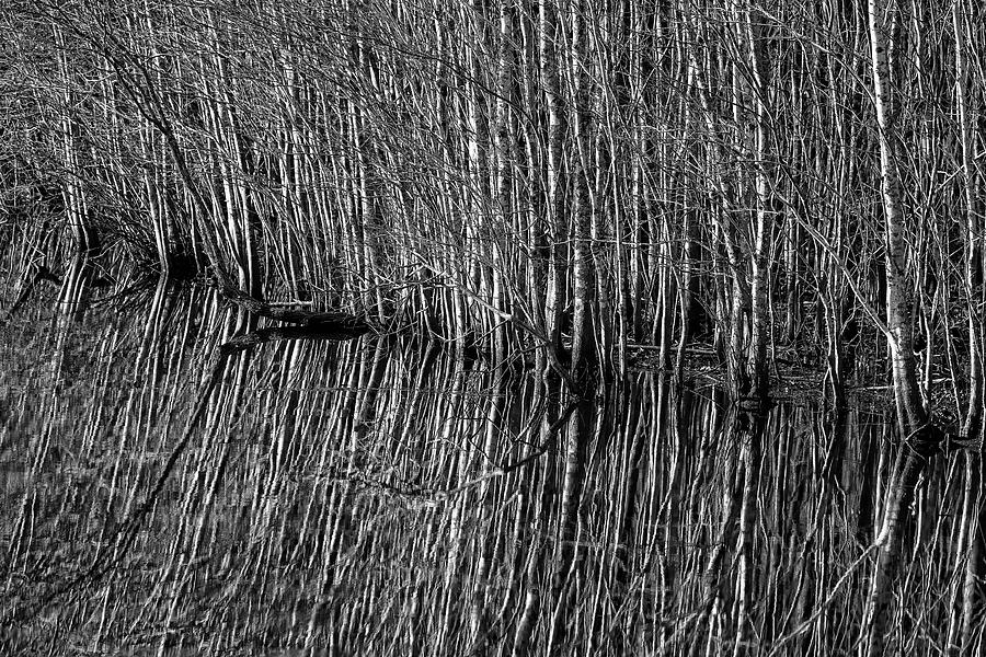Winter Trees, reflected Photograph by Fon Denton