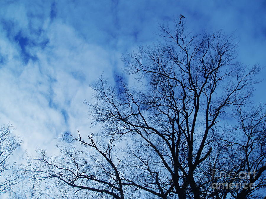 Winter Trees Photograph by Reina Resto
