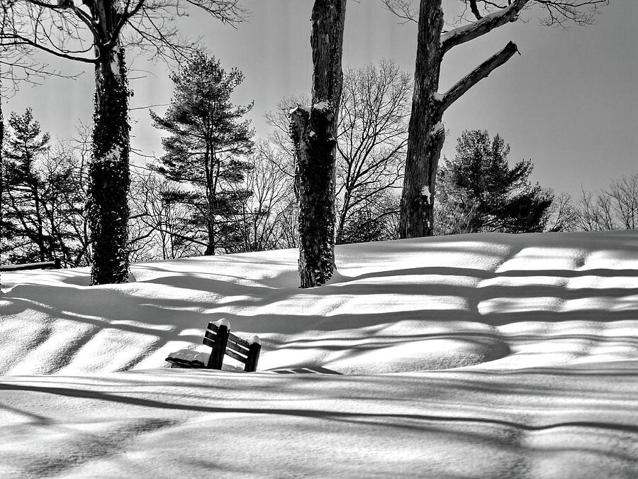 Winter, Trees, Shadows, BW Photograph by Lyuba Filatova