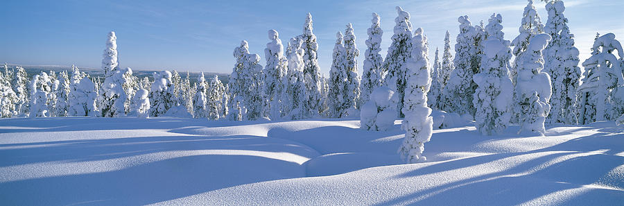 Winter Trees Sweden Photograph by Panoramic Images