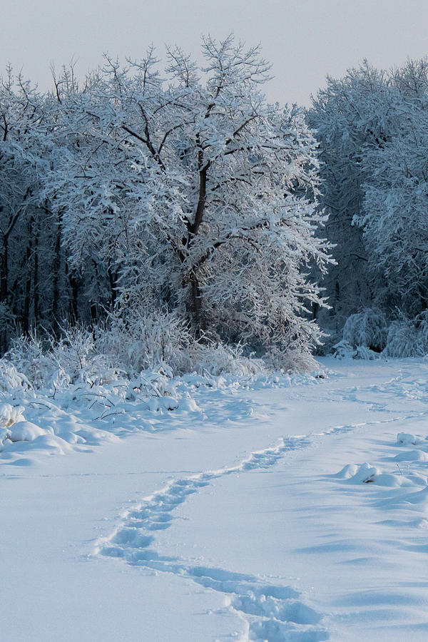 Winter Trek Through the Fresh Snow Photograph by Cascade Colors