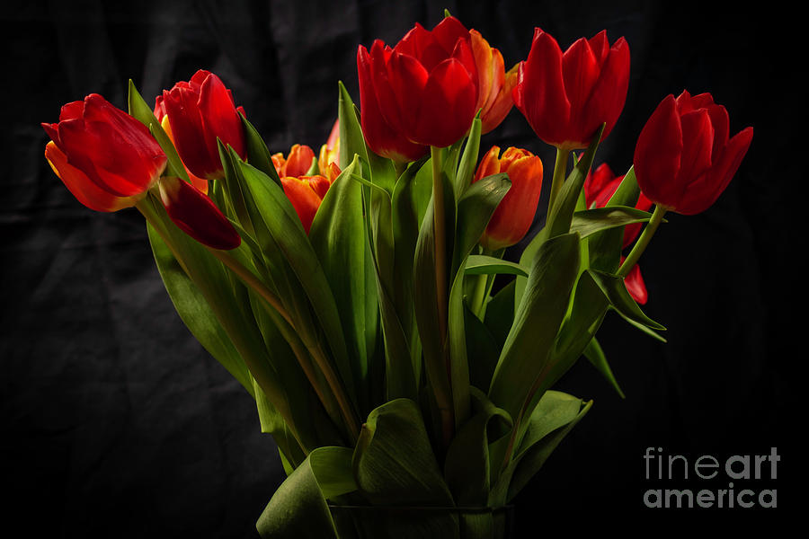 Winter Tulips Photograph