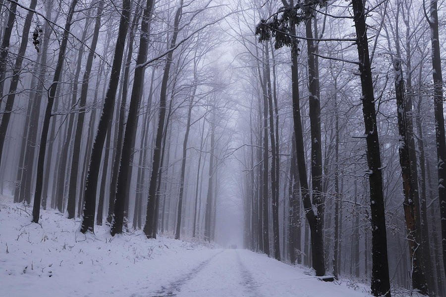 Winter unmaintained forest road from the realm of dreams with a magical and unforgettable atmosphere on the edge of Beskydy mountains, czech republic, europe. Winter fog. Haze is gorgeous Photograph by Vaclav Sonnek