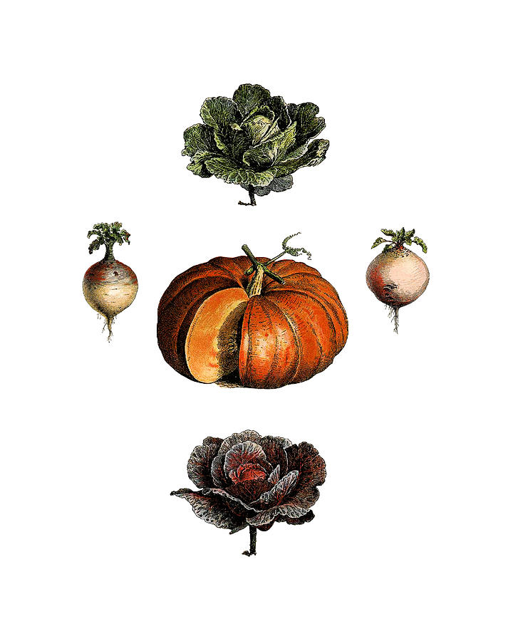 Vegetable Digital Art - Winter Vegetables by Madame Memento