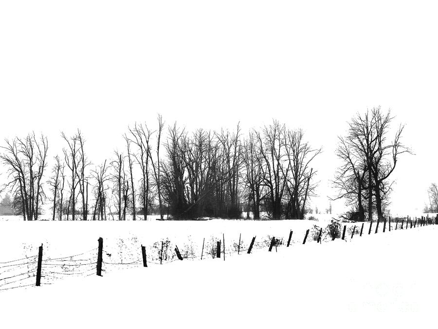 Winter View Photograph by Diana Rajala
