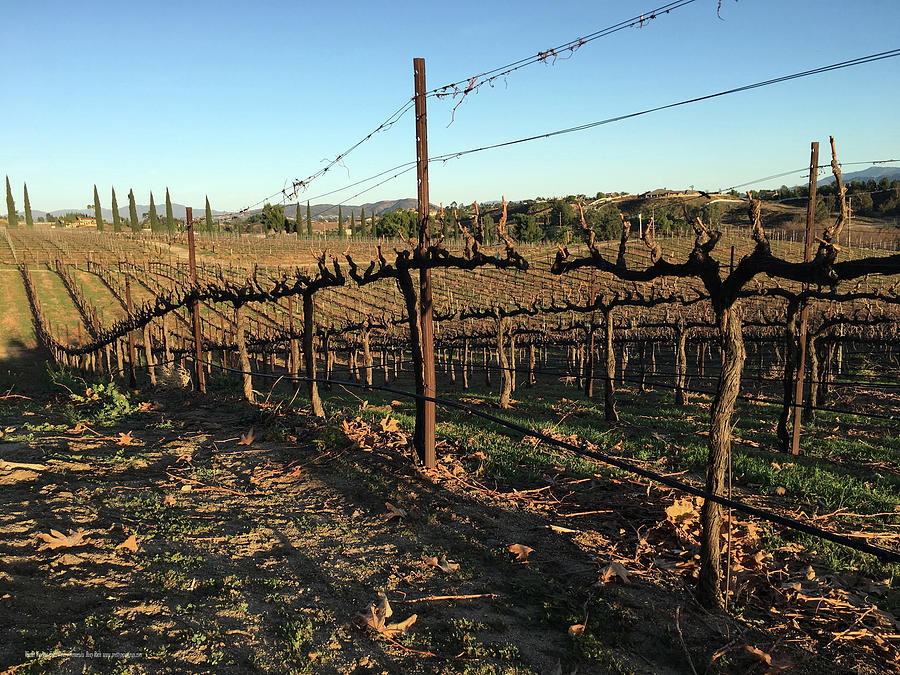 Winter Vines Hart Winery Temecula Photograph by Roxy Rich