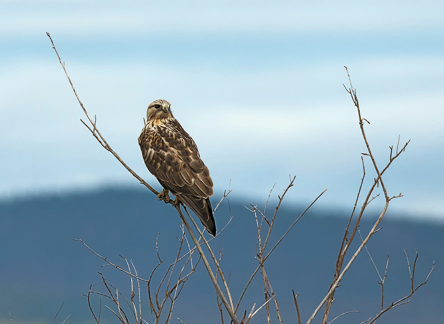 Rough Legged Hawk Photograph - Winter Visitor by Loree Johnson