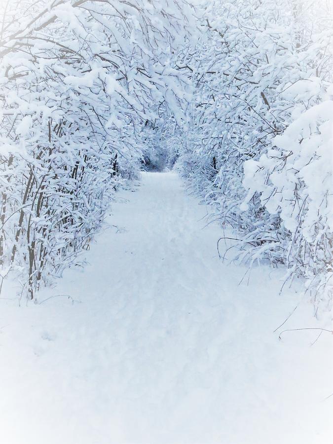 Winter Walk at George Wyth  Photograph by Lori Frisch