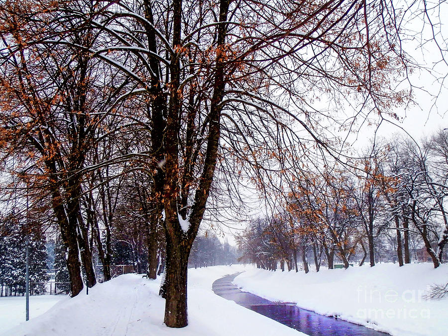 Winter Walk Photograph by Nina Ficur Feenan
