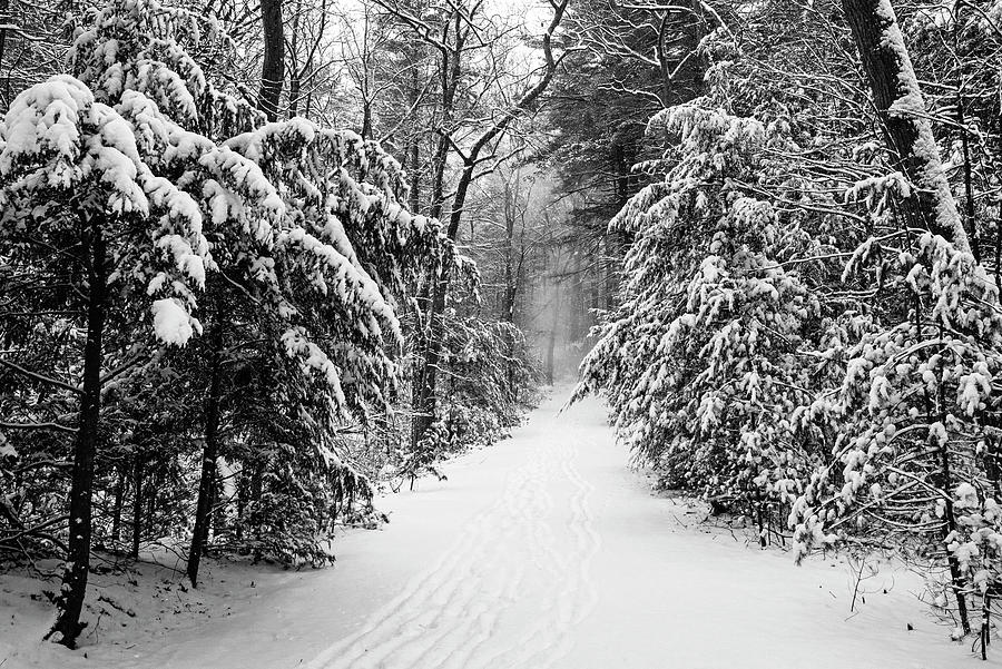 Winter Walk through the Lynn Woods Lynn Massachusetts Black and White Photograph by Toby McGuire