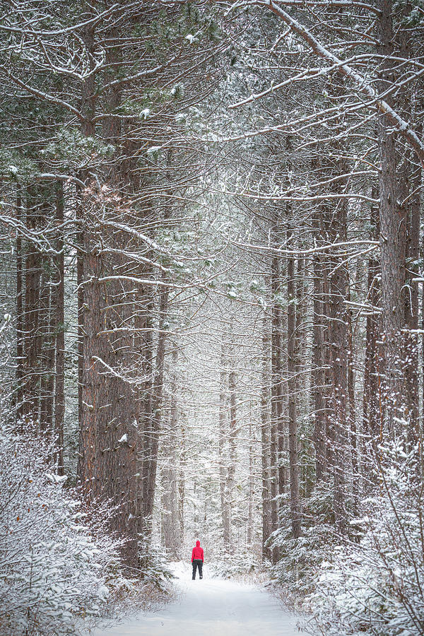 Winter Wandering Photograph by Ernesto Ruiz