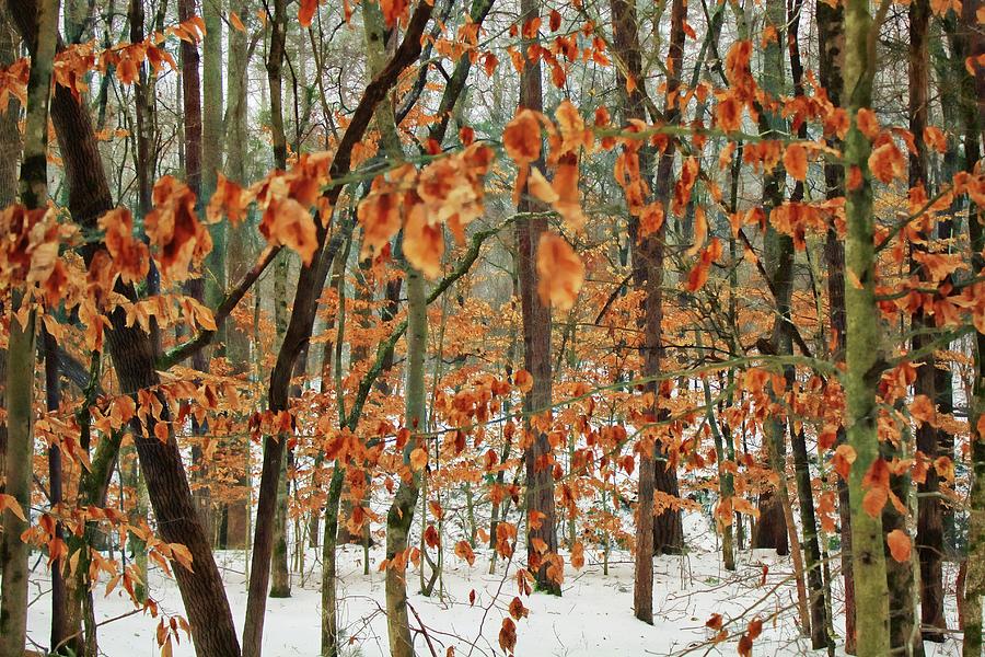 Winter Wandering Photograph by Jessica Brawley