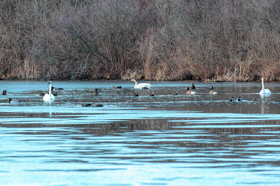 Winter Waterfowl Oasis Photograph by Dennis Lundell