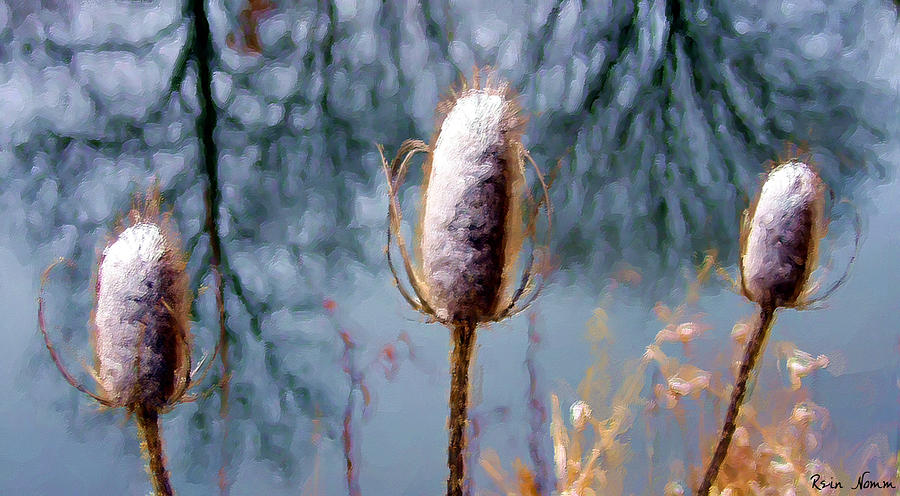 Winter Weeds Digital Art by Rein Nomm