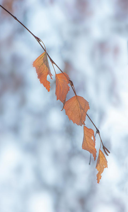 Winter Weeping Birch Leaves Photograph by Karen Rispin