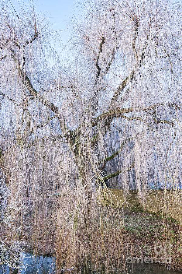 Winter Weeping Willow in a Hoar Frost  Photograph by Tim Gainey