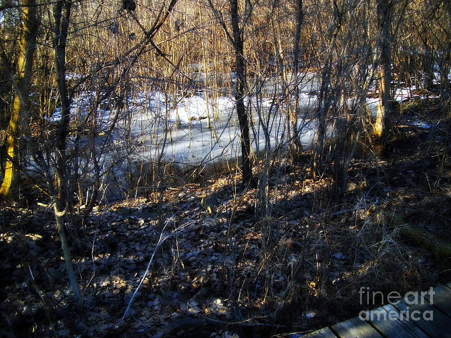 Winter Wetlands By The Trail Photograph