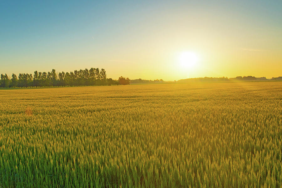 Winter Wheat field at SunriseTipton County Indiana Photograph by