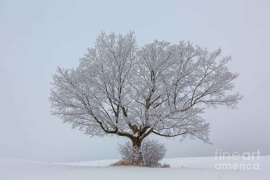 Winter Photograph - Winter Whispers by Andrew Slater