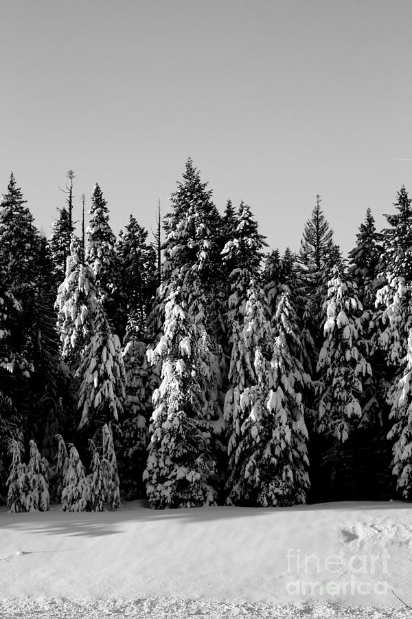 Winter White And Black Photograph