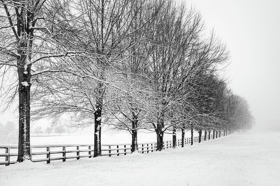 Winter White Photograph by C  Renee Martin