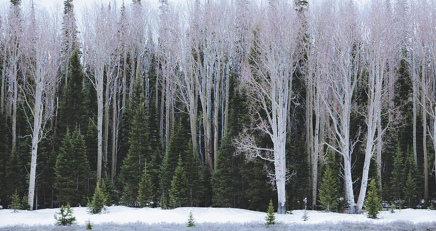 Winter White Photograph by Jason Roberts