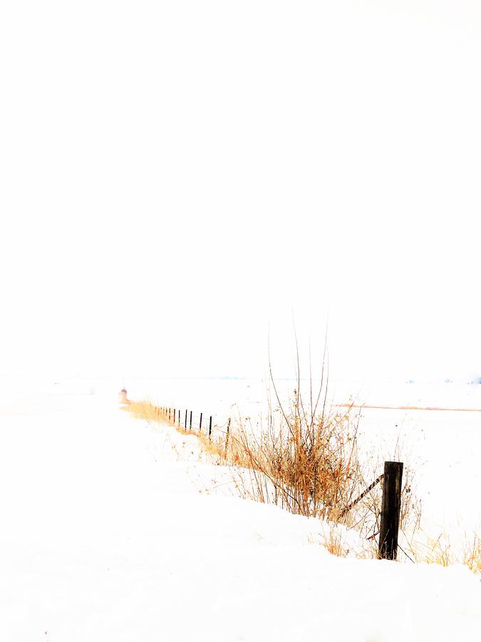 Winter White  Photograph by Lori Frisch