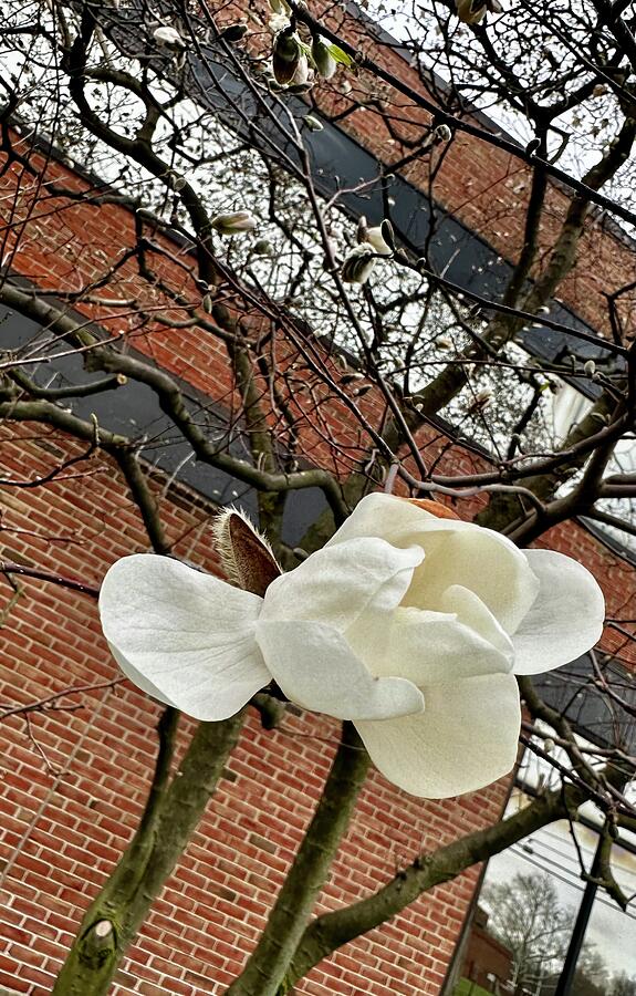 Magnolia Movie Photograph - Winter white magnolia  by Lori Cannon