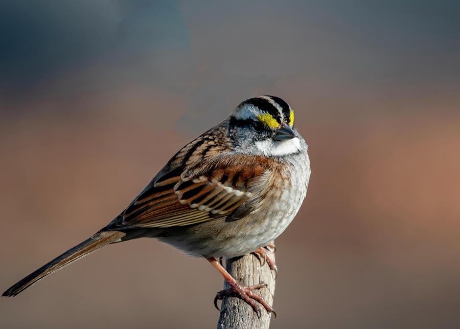 Winter White Throat Sparrow Photograph by Cathy Kovarik