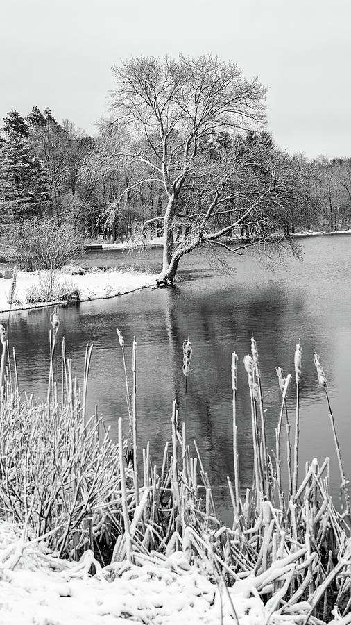 Winter White Photograph by William Bretton