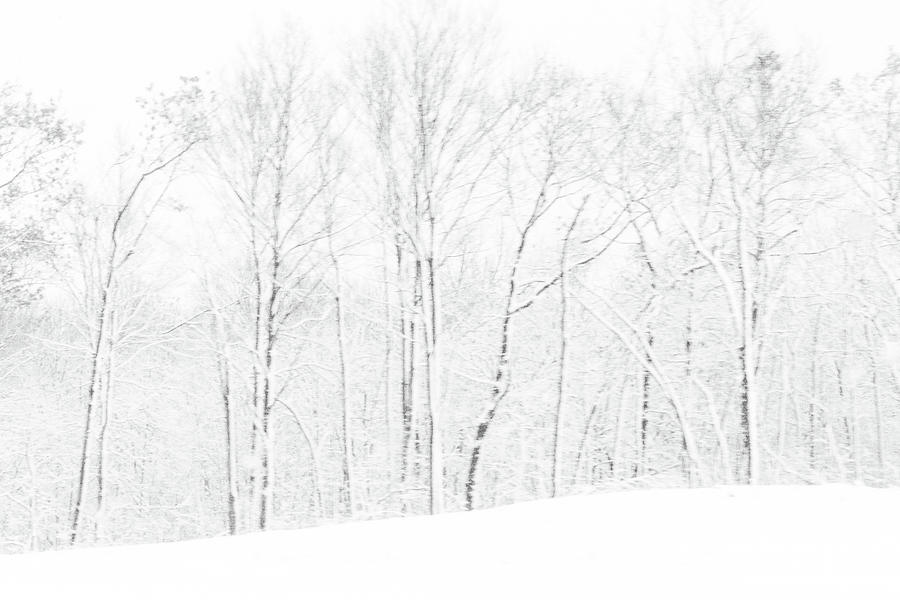 Winter Whites Photograph by Terri Hart-Ellis
