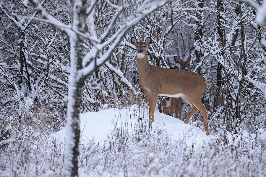 Winter Whitetail Photograph by Brook Burling